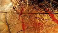 Fibers polyedres