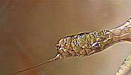 Fibers and cells